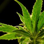 US drug control agency is moving to reclassify marijuana as a less dangerous drug in a historic shift, AP sources say – thenewsexp